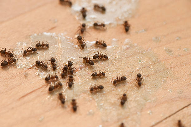 Best Exterminator Services  in Mustang, OK