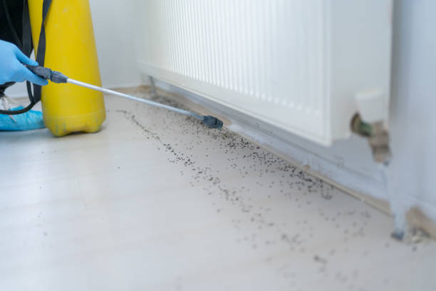 Best Pest Prevention Services  in Mustang, OK